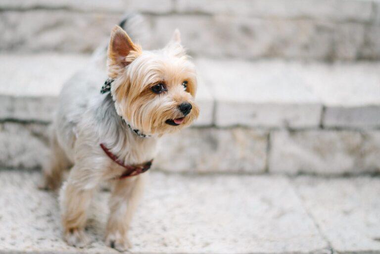Fotografisi Gamou Ktima Nasioutzik (19)